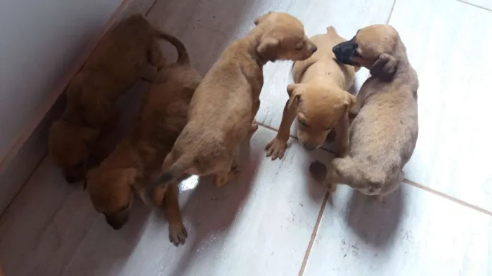 Cachorro ra a Sem raça definida idade Abaixo de 2 meses nome Filhotes