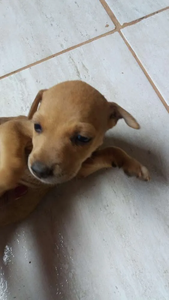 Cachorro ra a Sem raça definida idade Abaixo de 2 meses nome Filhotes