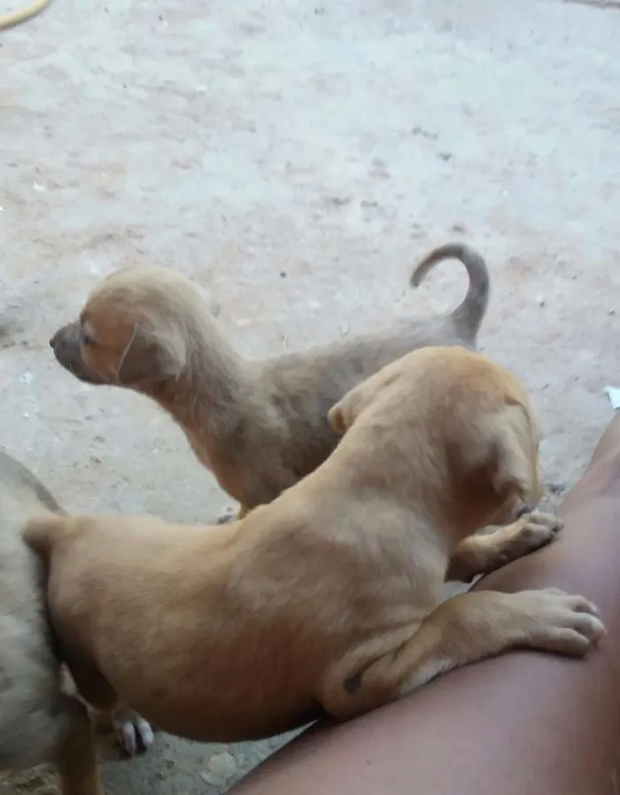 Cachorro ra a Sem raça definida idade Abaixo de 2 meses nome Filhotes