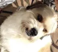 Pimpão