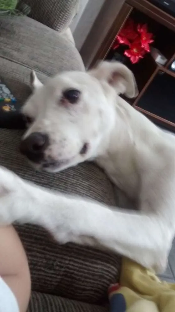 Cachorro raça SRD idade 6 ou mais anos nome Zeus
