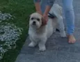 Pimpão