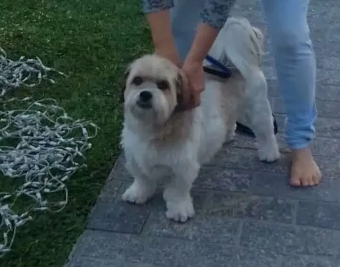 Cachorro ra a Lhasa com Fox Paulistinha idade 6 ou mais anos nome Pimpão