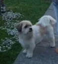 Pimpão
