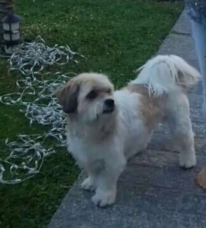 Cachorro ra a Lhasa com Fox Paulistinha idade 6 ou mais anos nome Pimpão