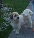 Pimpão