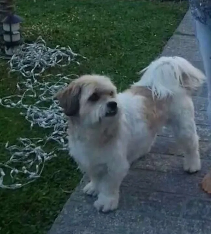 Cachorro ra a lhasa com fox paulistinha idade 6 ou mais anos nome Pimpao