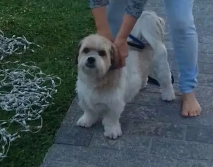 Cachorro ra a lhasa com fox paulistinha idade 6 ou mais anos nome Pimpao