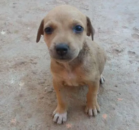 Cachorro ra a Sem raça definida idade Abaixo de 2 meses nome Filhotes