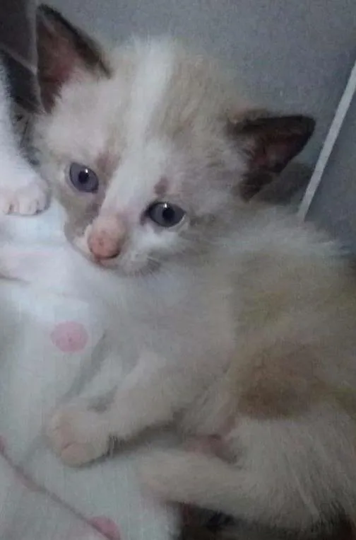Gato ra a  idade Abaixo de 2 meses nome Filha de Isis 