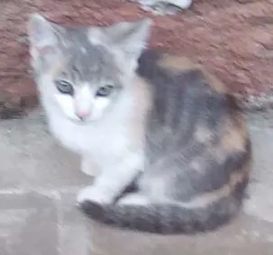 Gato ra a Indefinida  idade 2 a 6 meses nome Gato 