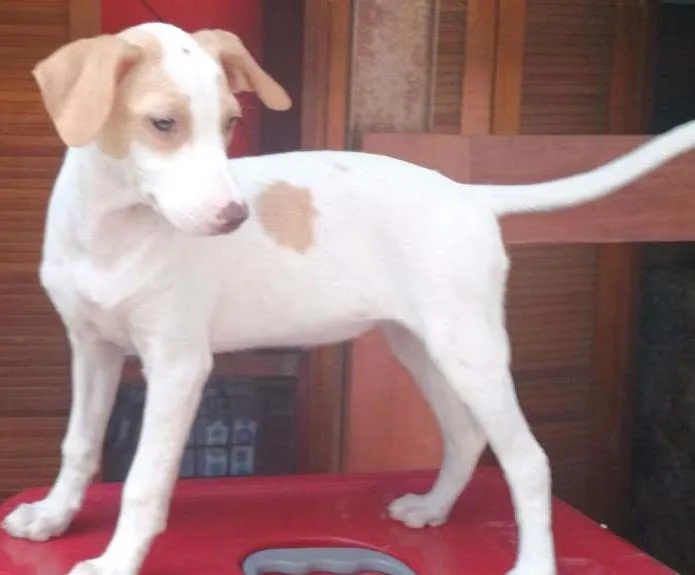 Cachorro ra a Misturinha idade Abaixo de 2 meses nome Nao tem