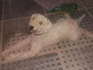 Cachorro raça Poodle idade 2 anos nome Não sei