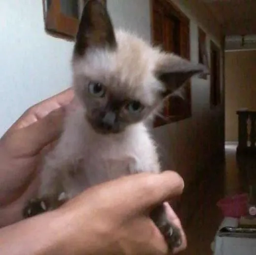 Gato ra a siamês idade 2 a 6 meses nome Blade