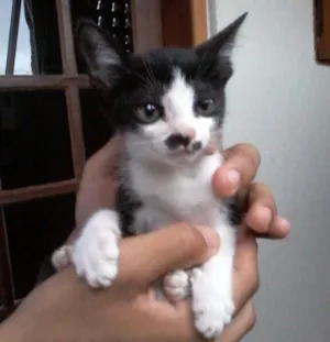 Gato raça indefinido  idade 2 a 6 meses nome Flora
