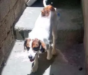 Cachorro raça Coker com vira lata idade 1 ano nome Fred