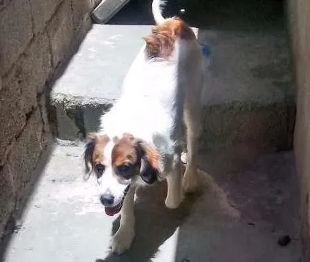 Cachorro ra a Coker com vira lata idade 1 ano nome Fred