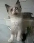 Loirão