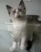 Gato raça  idade 2 a 6 meses nome Loirão