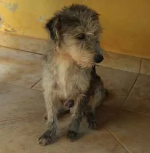 Cachorro ra a Mestiço idade 3 anos nome Dinho e Bono