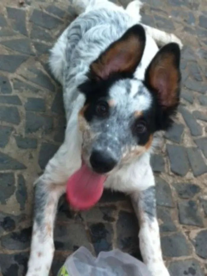 Cachorro ra a Border Collie idade 5 anos nome Jimmy