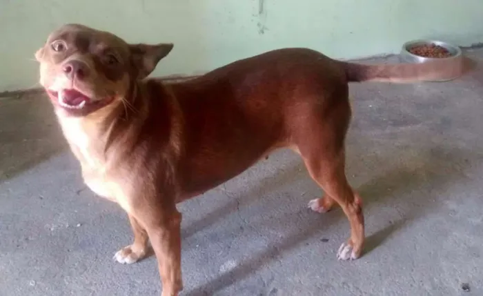 Cachorro raça  idade 2 anos nome Penny