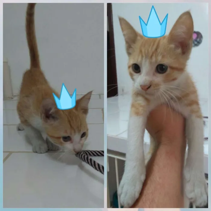 Gato ra a Srd idade 2 a 6 meses nome Pringles 