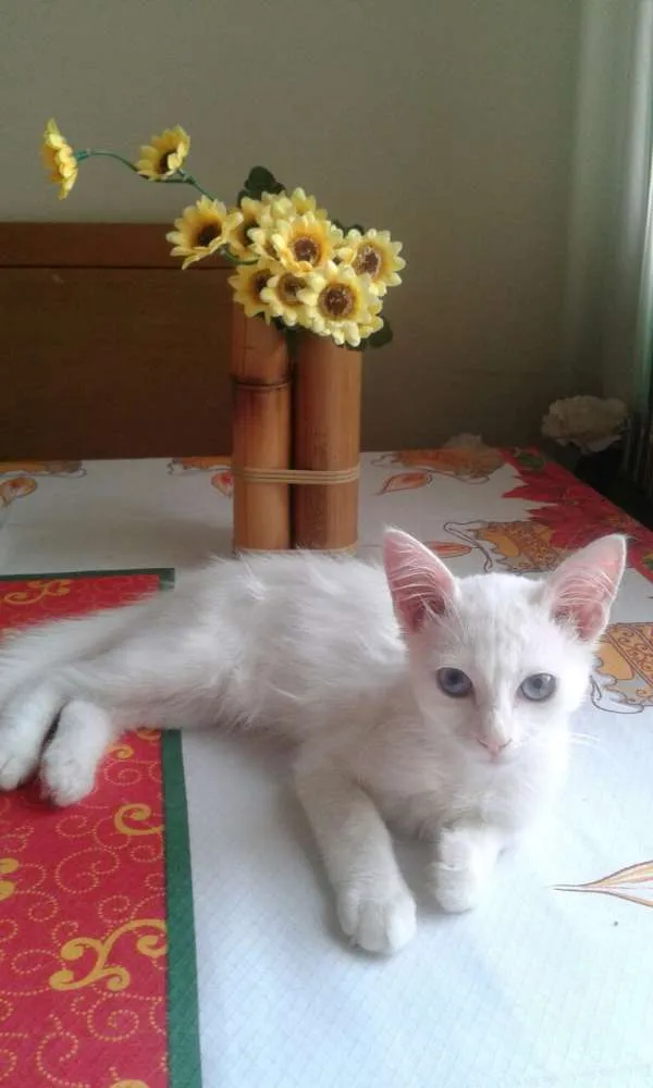 Gato ra a Srd idade 2 a 6 meses nome Cristal 
