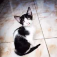 bela, panda e lili
