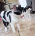 bela, panda e lili