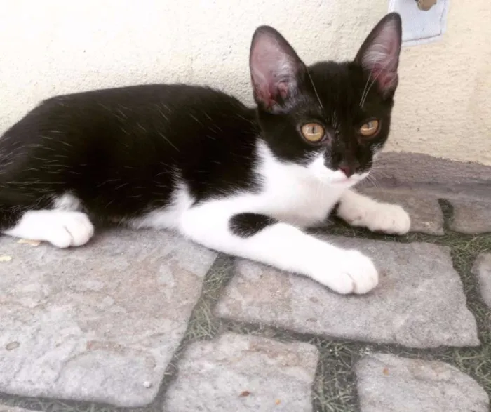 Gato ra a siames com vira-lata idade 2 a 6 meses nome bela, panda e lili