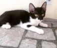 bela, panda e lili