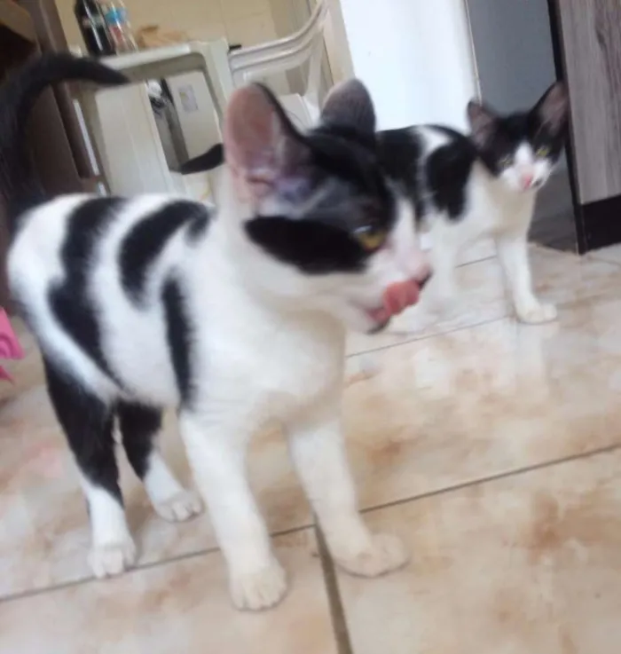 Gato ra a vira-lata com siames idade 2 a 6 meses nome bela, lili e panda