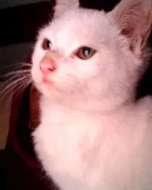 Gato raça  idade  nome branquinha