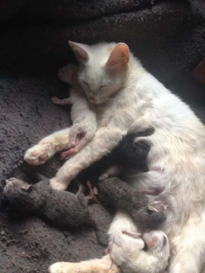Gato ra a  idade 2 a 6 meses nome branquinha
