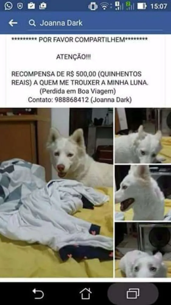 Cachorro ra a Husky idade 3 anos nome Luna