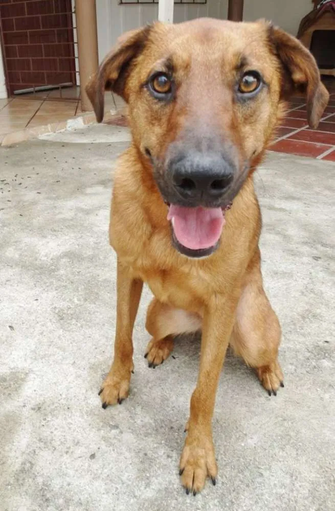 Cachorro ra a SRD idade  nome Pierre