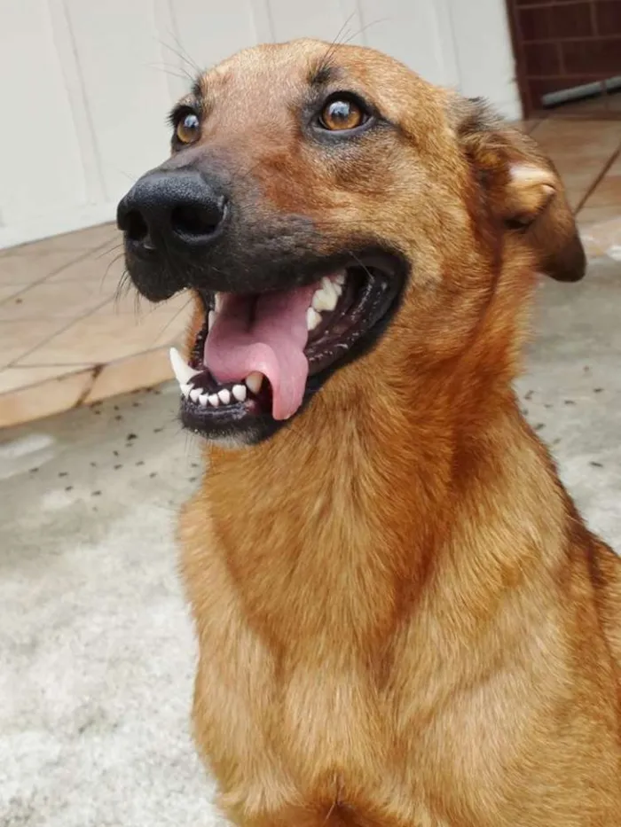 Cachorro ra a SRD idade  nome Pierre
