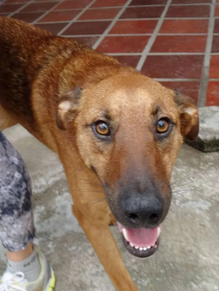 Cachorro ra a SRD idade  nome Pierre