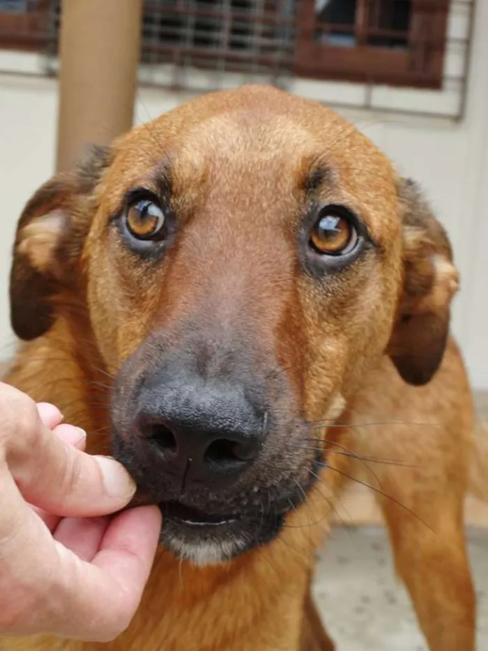 Cachorro ra a SRD idade  nome Pierre