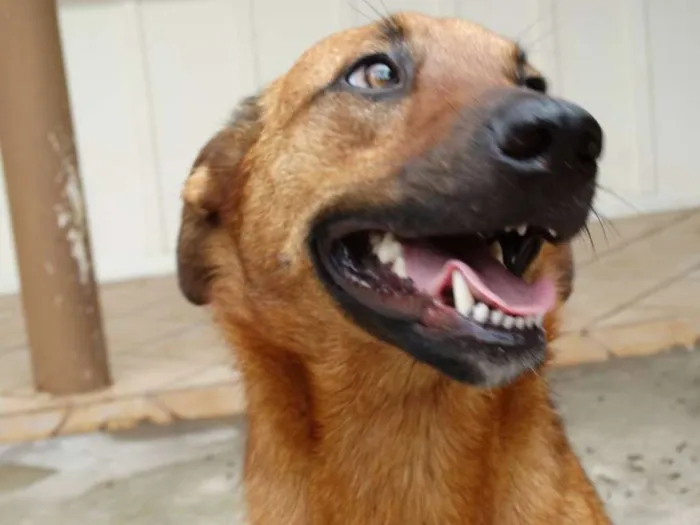 Cachorro ra a SRD idade  nome Pierre