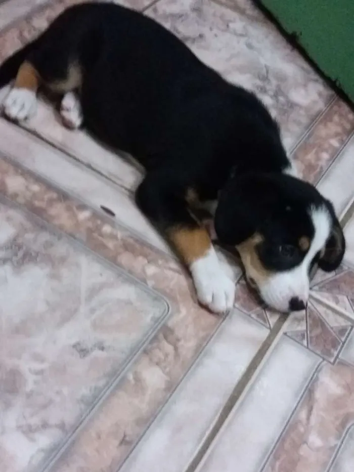 Cachorro ra a Misturado idade 2 a 6 meses nome Hope