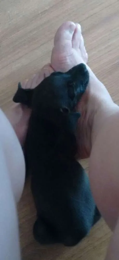 Cachorro ra a  idade 2 a 6 meses nome Não tem