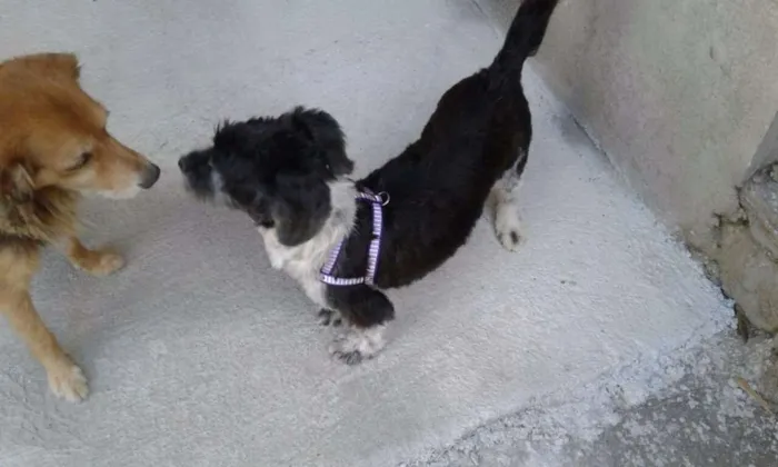 Cachorro ra a lhasa-apso idade 2 anos nome milly