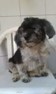 milly