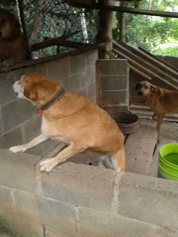 Cachorro raça Labradora idade 5 anos nome Nita