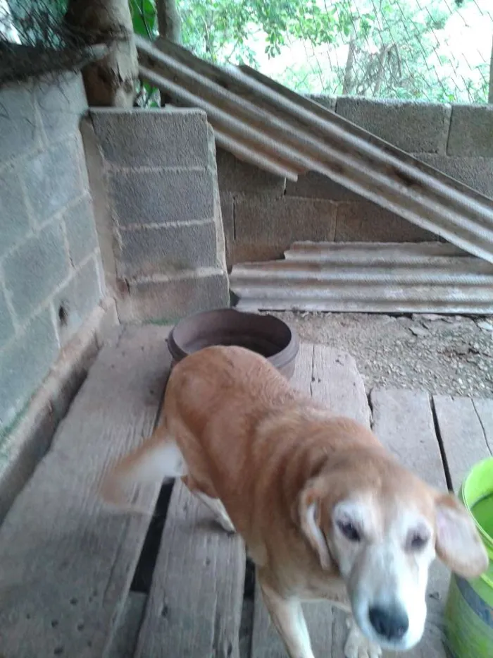 Cachorro raça Labradora idade 5 anos nome Nita