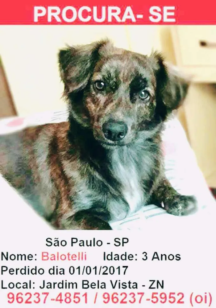 Cachorro ra a Srd idade 3 anos nome Balloteli 