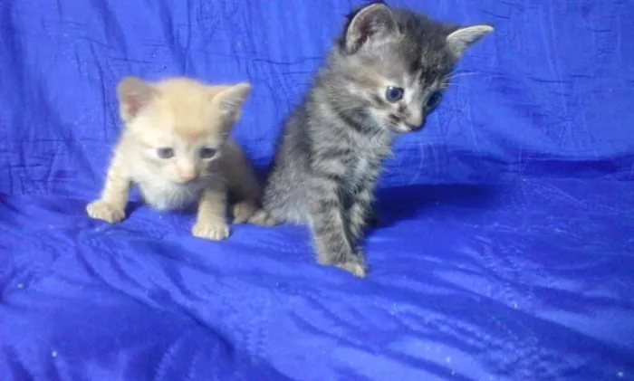Gato ra a Vira-lata idade Abaixo de 2 meses nome Yoshi e Amy