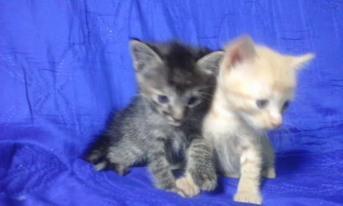 Gato ra a Vira-lata idade Abaixo de 2 meses nome Yoshi e Amy